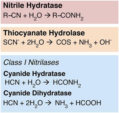 A Proterozoic microbial origin of extant cyanide-hydrolyzing enzyme diversity